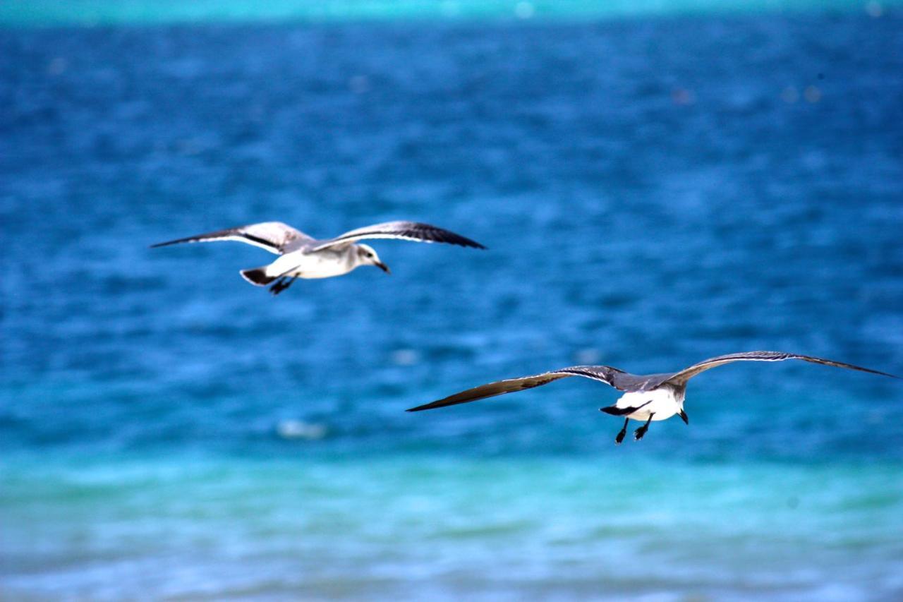 Villa Casa Brisa Y Mar Puerto Morelos Esterno foto